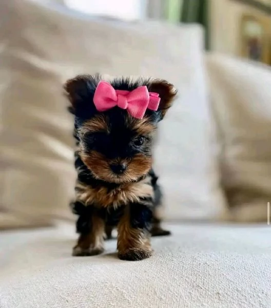 Ciao a tutti Ho cuccioli di Yorkshire maschi e femmine disponibili per la vendita | Foto 2