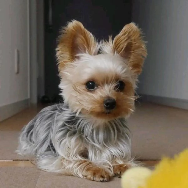 Ciao a tutti Ho cuccioli di Yorkshire maschi e femmine disponibili per la vendita | Foto 1