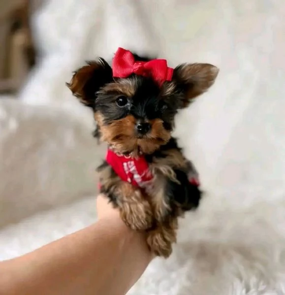 Ciao a tutti Ho cuccioli di Yorkshire maschi e femmine disponibili per la vendita | Foto 2