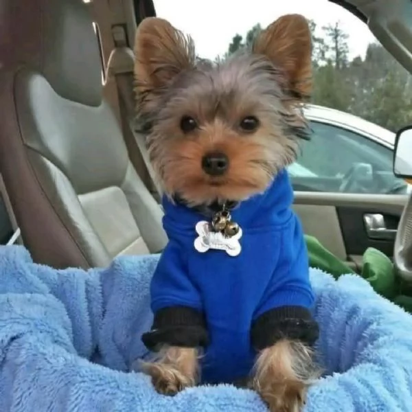 Ciao a tutti Ho cuccioli di Yorkshire maschi e femmine disponibili per la vendita | Foto 2