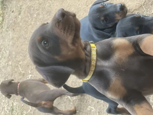 Cuccioli dobermann  | Foto 3