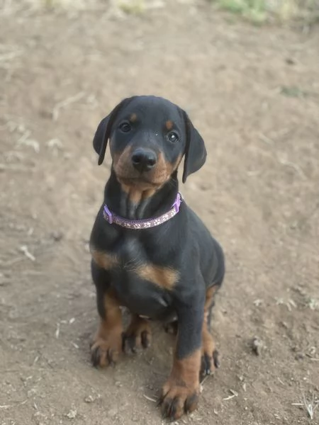Cuccioli dobermann  | Foto 2