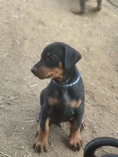Cuccioli dobermann  | Foto 1
