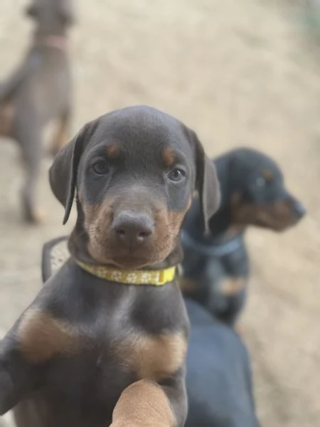 Cuccioli dobermann  | Foto 0