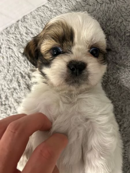 Dolcissimi cuccioli di Shitzushihtzushih tzushi tzu | Foto 6