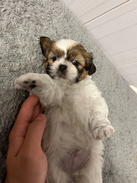 Dolcissimi cuccioli di Shitzushihtzushih tzushi tzu