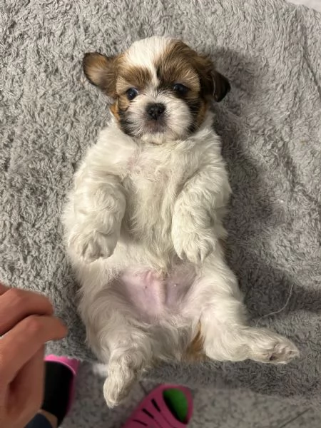 Dolcissimi cuccioli di Shitzushihtzushih tzushi tzu | Foto 4