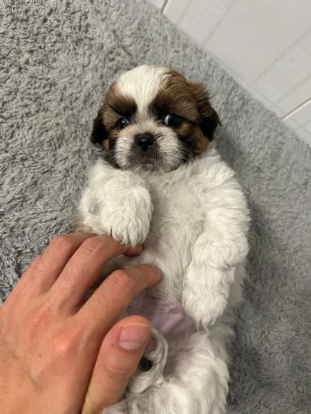 Dolcissimi cuccioli di Shitzushihtzushih tzushi tzu | Foto 3