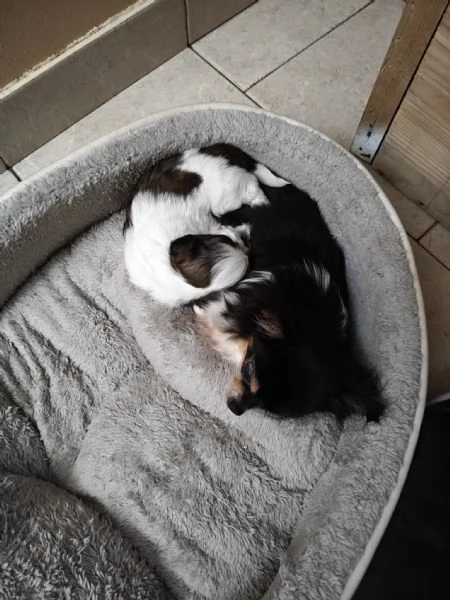 Dolcissimi cuccioli di Shitzushihtzushih tzushi tzu | Foto 2