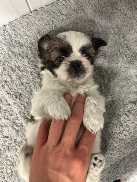 Dolcissimi cuccioli di Shitzushihtzushih tzushi tzu | Foto 0