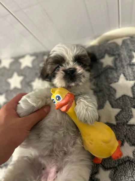dolci cuccioli di shih tzushitzushihtzushi tzu | Foto 5