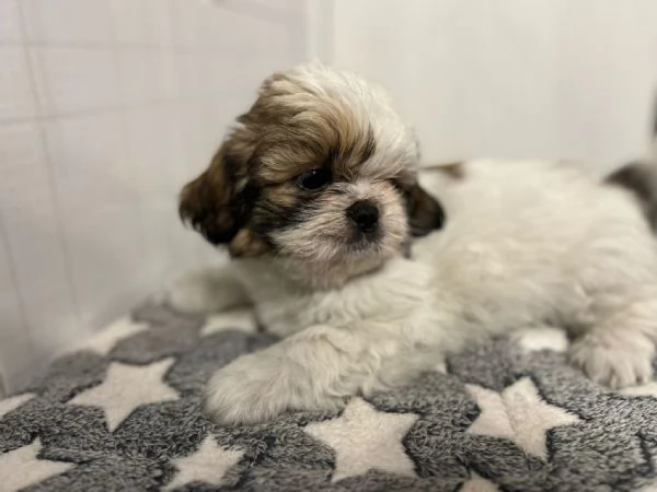 dolci cuccioli di shih tzushitzushihtzushi tzu | Foto 4