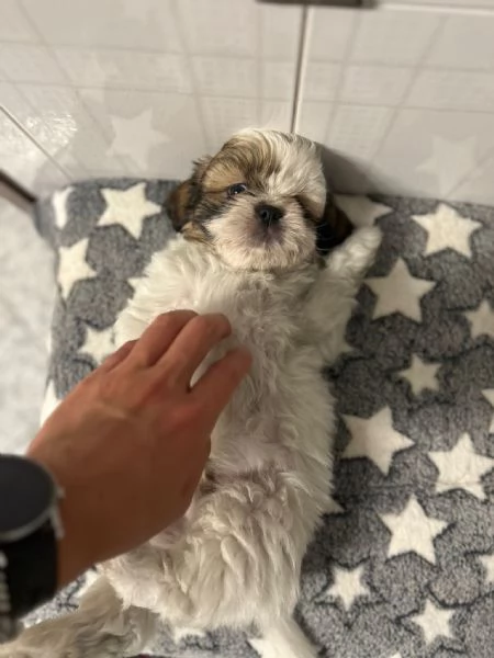 dolci cuccioli di shih tzushitzushihtzushi tzu | Foto 3