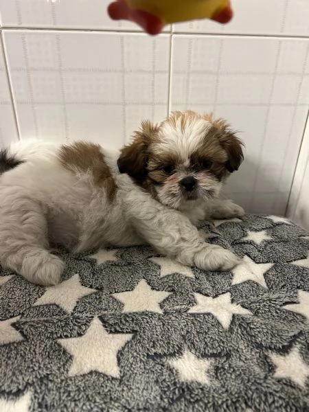 dolci cuccioli di shih tzushitzushihtzushi tzu | Foto 1
