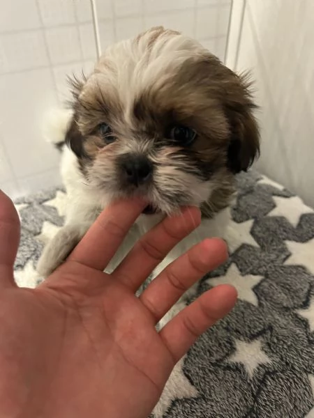 dolci cuccioli di shih tzushitzushihtzushi tzu