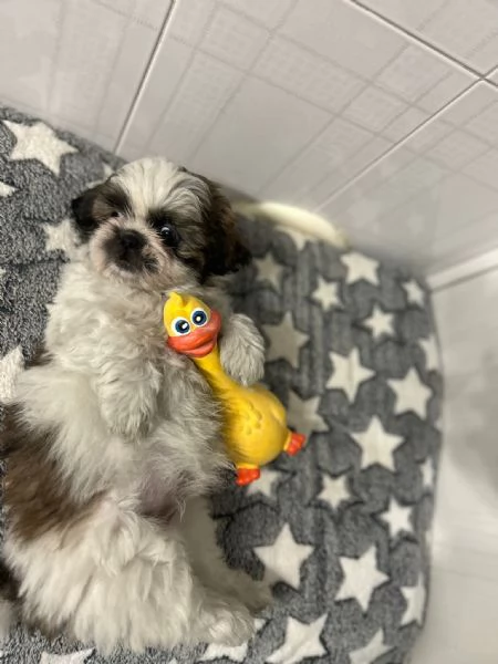 dolci cuccioli di shih tzushitzushihtzushi tzu | Foto 0