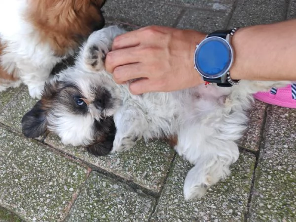 Cuccioli di shih tzushihtzushi tzushitzu | Foto 6