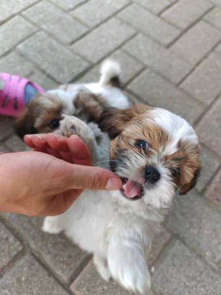 Cuccioli di shih tzushihtzushi tzushitzu | Foto 5