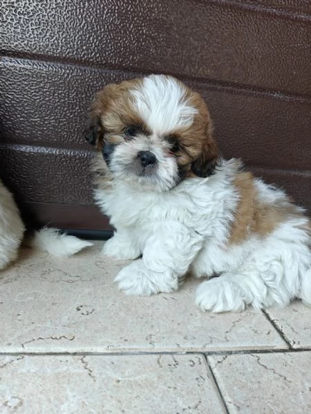 Cuccioli di shih tzushihtzushi tzushitzu
