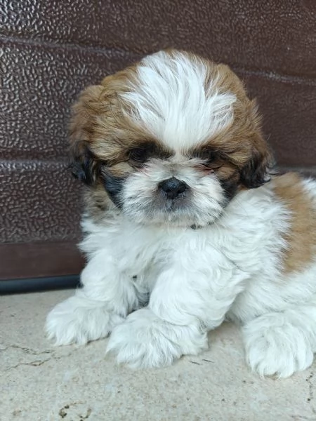 Cuccioli di shih tzushihtzushi tzushitzu | Foto 4