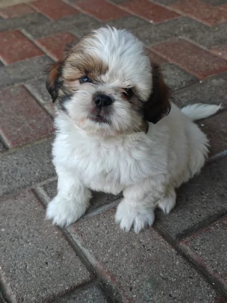 Cuccioli di shih tzushihtzushi tzushitzu | Foto 3