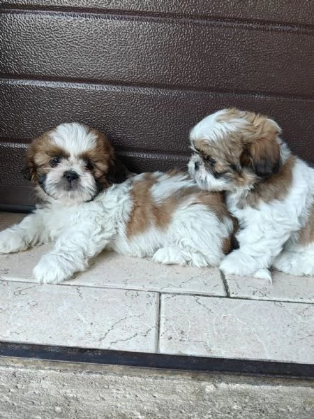 Cuccioli di shih tzushihtzushi tzushitzu | Foto 2