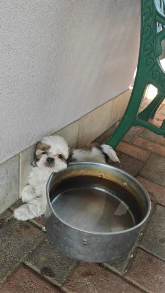 Cuccioli di shih tzushihtzushi tzushitzu | Foto 1