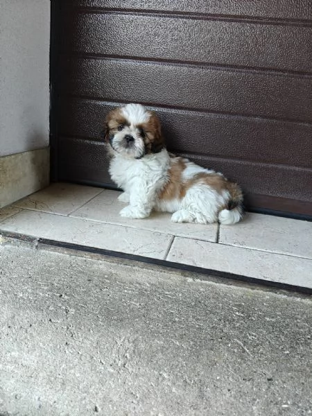 Cuccioli di shih tzushihtzushi tzushitzu | Foto 0