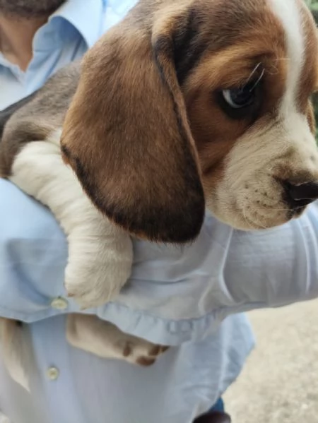 Disponibili cuccioli di beagle originali | Foto 5