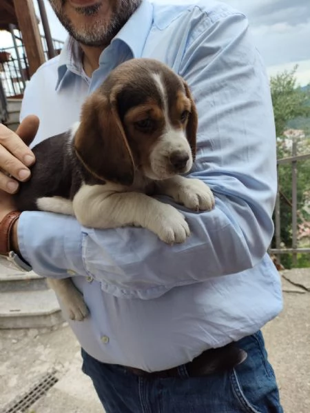Disponibili cuccioli di beagle originali | Foto 3