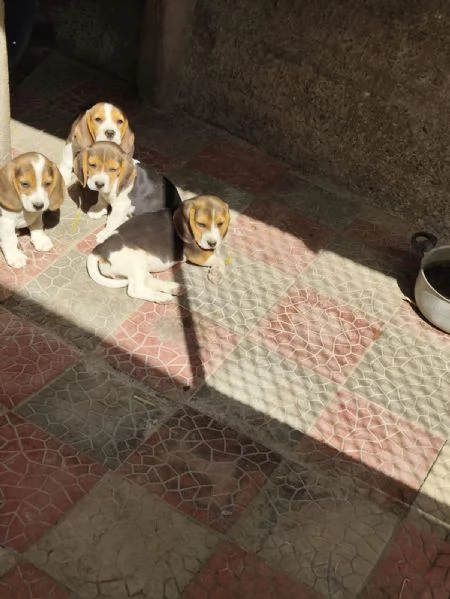 Disponibili cuccioli di beagle originali | Foto 2