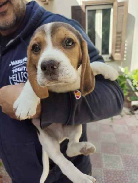 Disponibili cuccioli di beagle originali | Foto 1