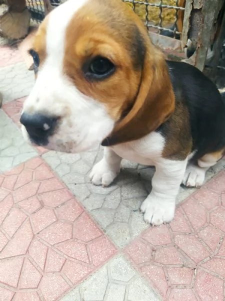 Disponibili cuccioli di beagle originali