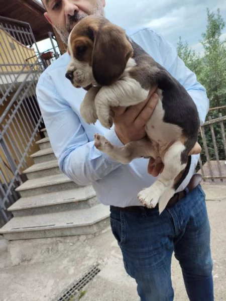 Disponibili cuccioli di beagle originali | Foto 0