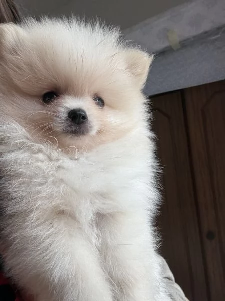 spitz di pomerania 
