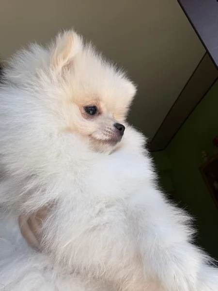 spitz di pomerania  | Foto 6