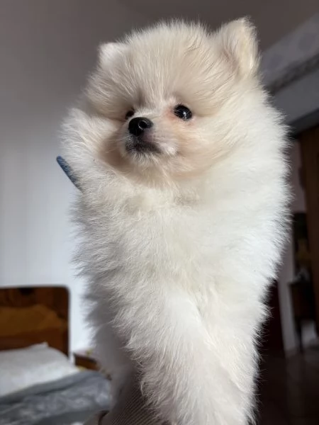 spitz di pomerania  | Foto 5