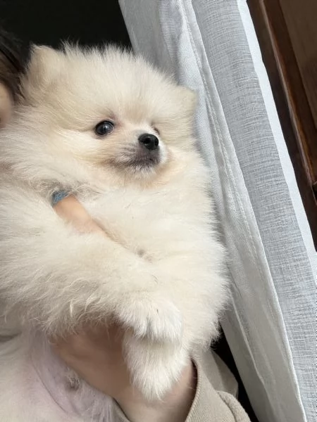 spitz di pomerania  | Foto 4