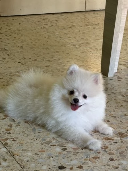 spitz di pomerania  | Foto 2