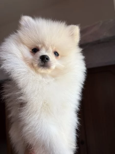 spitz di pomerania  | Foto 1