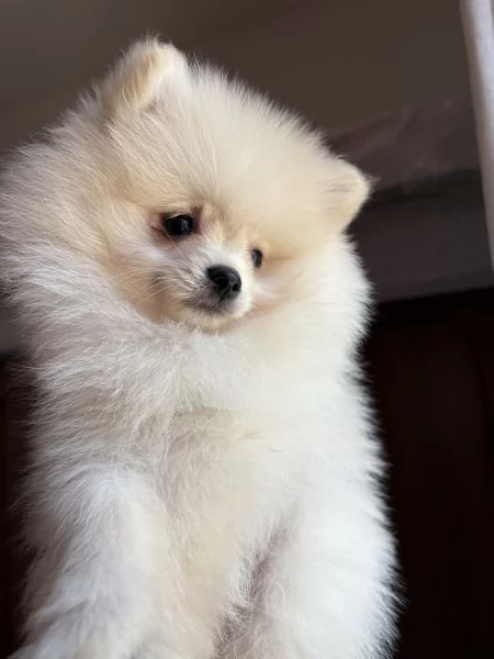 spitz di pomerania  | Foto 0
