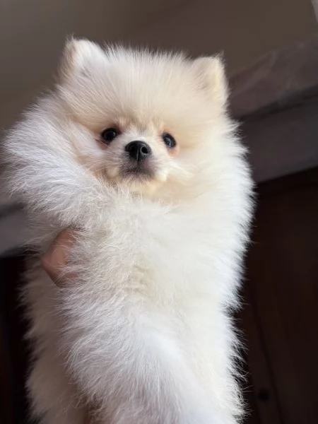 spitz di pomerania 