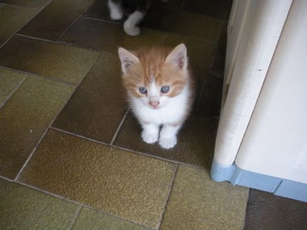 regalo gattini