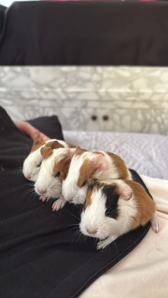 Cuccioli porcellini dindia | Foto 5
