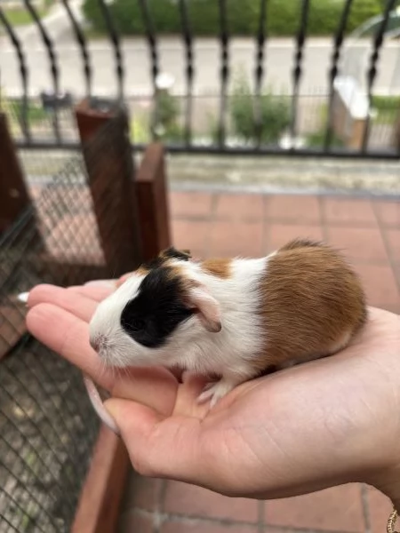 Cuccioli porcellini dindia | Foto 4
