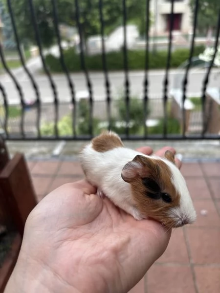 Cuccioli porcellini dindia | Foto 3