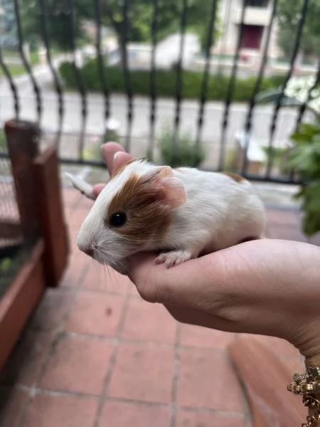 Cuccioli porcellini dindia | Foto 2