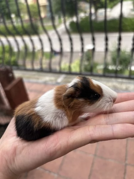 Cuccioli porcellini dindia | Foto 1