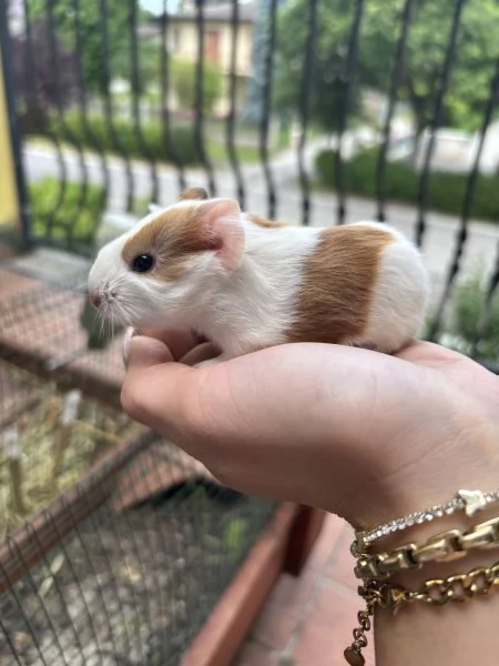Cuccioli porcellini dindia | Foto 0