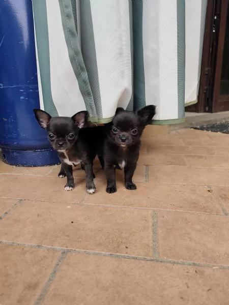 Cuccioli chihuahua pedigree | Foto 5